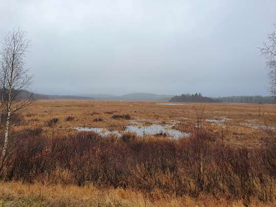 Restaurering av våtmarker i hela Överkalix utreds: image