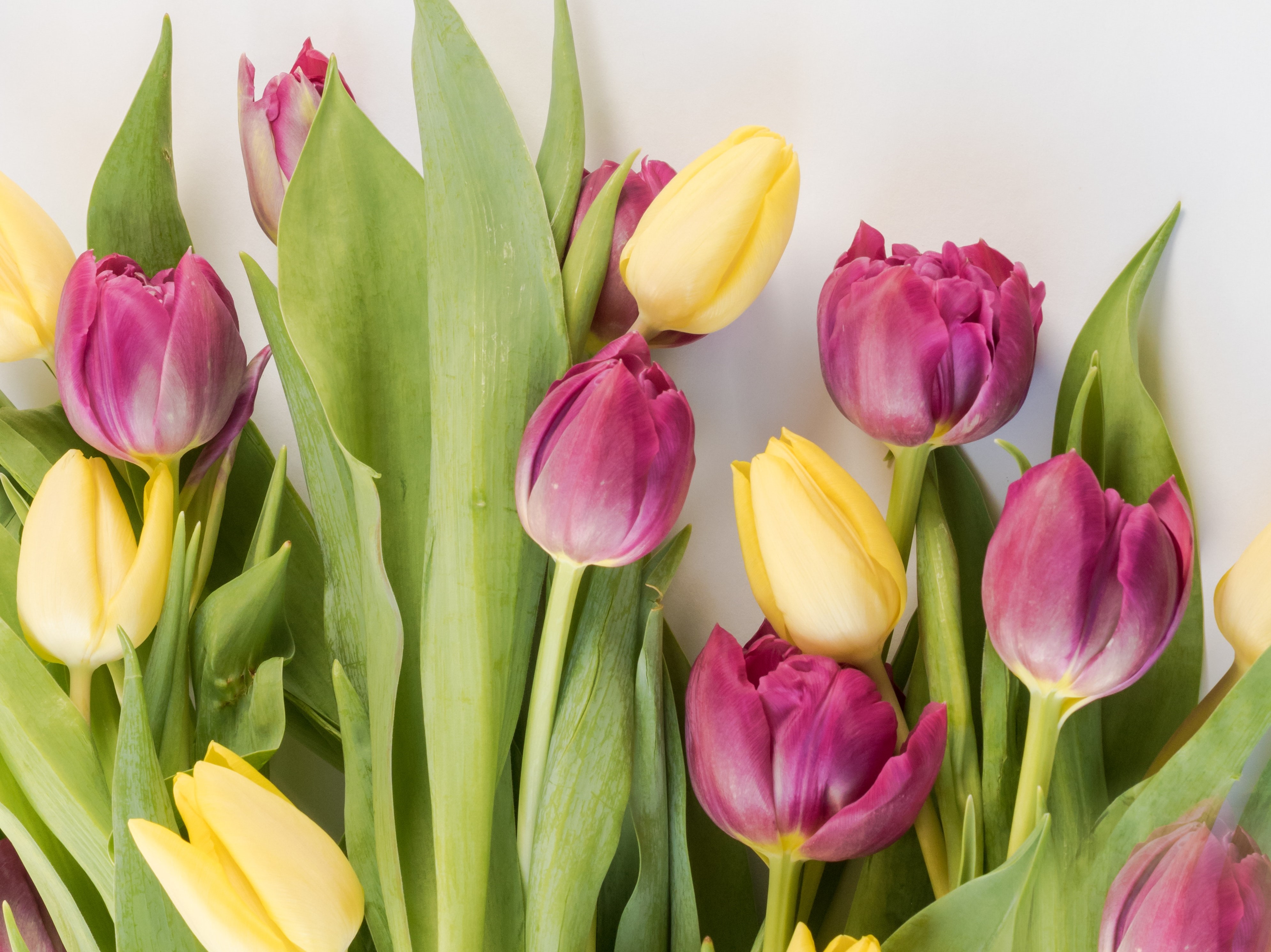 bild som visar gula och cerisa tulpaner med gröna blad.