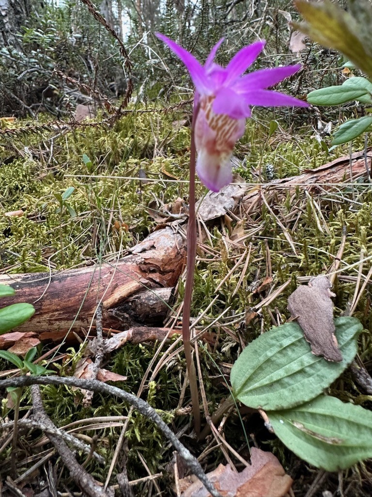 Kommande evenemang