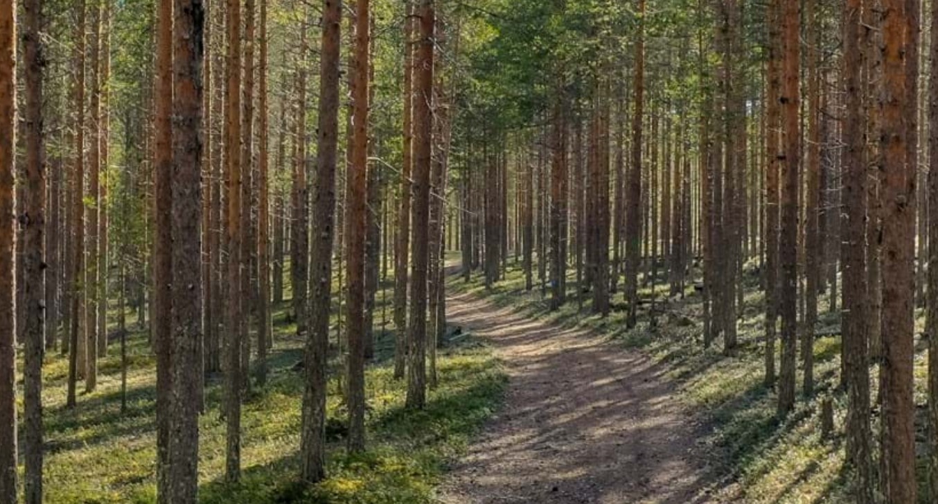 En stig som går genom en tallskog sommartid