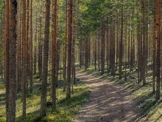 En stig som går genom en tallskog sommartid