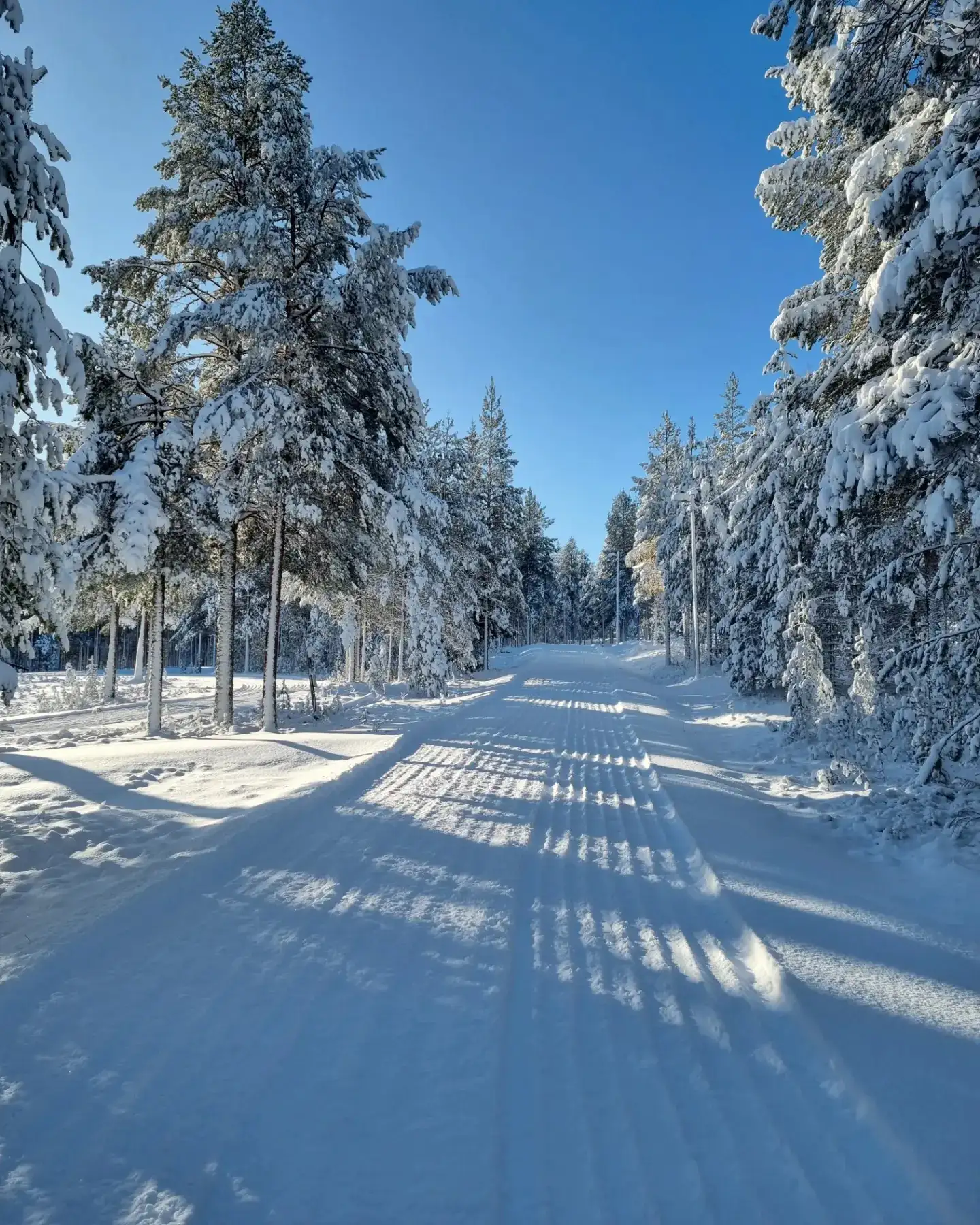 preparerade skidspår för längdskidåkning genom skog